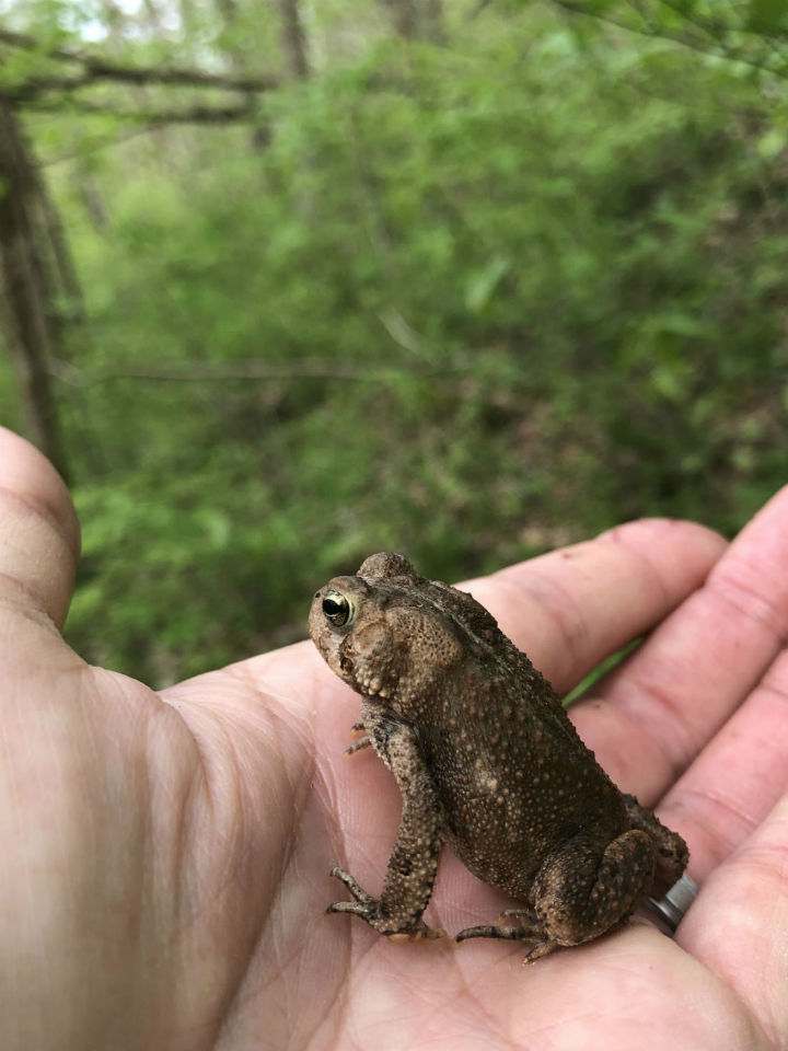 American Toad